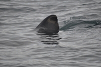 Basking_Shark_19-08-13-S