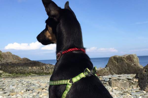 Four-month-old Darwin loves his new home on the Isle of Man by the sea