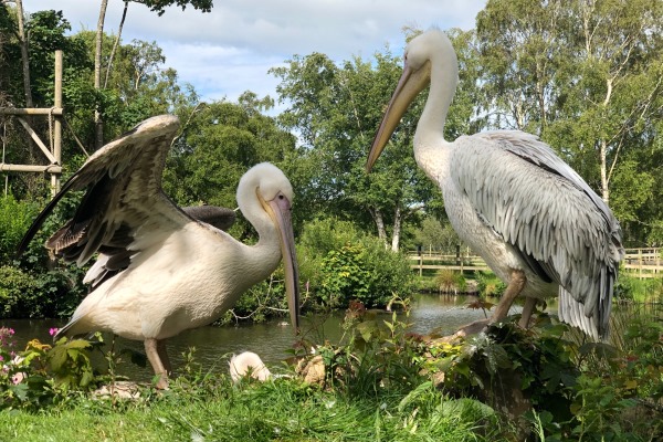 Two young pelicans from Germany have arrived as part of global breeding programme